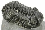 Phacopid (Adrisiops) Trilobite - Jbel Oudriss, Morocco #222413-1